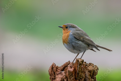 Beautiful European Robin (Erithacus rubecula) on a tree trunk in the forest of Noord Brabant in the Netherlands. copy space.
