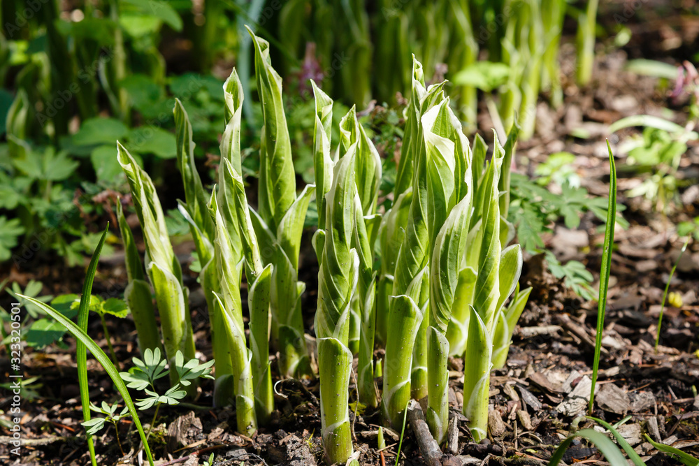 Hosta in its infancy. Hosta is a genus of plants commonly known as hostas. Hostas are widely cultivated as shade-tolerant foliage plants. Hosta in its infancy. Hosta is a genus of plants commonly known as hostas. Hostas are widely cultivated as shade-tolerant foliage plants.