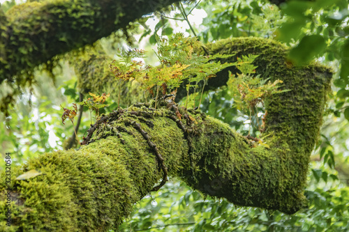 Close up selective focus. Young shoots of fern growing right on the trunk with the curve of the Canary Lavra covered with thick, moist moss. National Park Anaga, Tenerife, Spain