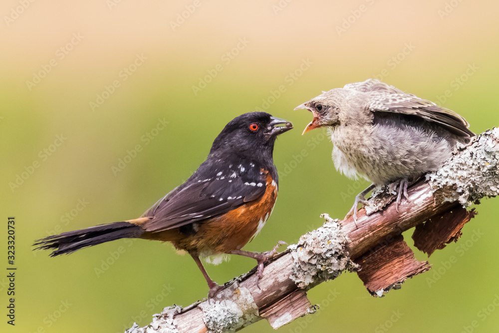 Obraz premium A Spotted Towhee Taking Care of Her Chick