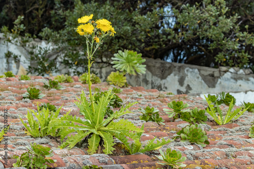 Flowering giant dandelion on the tiled roof of an old abandoned house. Forest mountains of National Park Anaga, Tenerife, Canary Islands, Spain