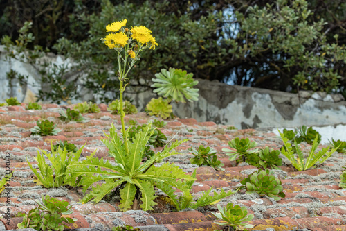 Flowering giant dandelion on the tiled roof of an old abandoned house. Forest mountains of National Park Anaga, Tenerife, Canary Islands, Spain