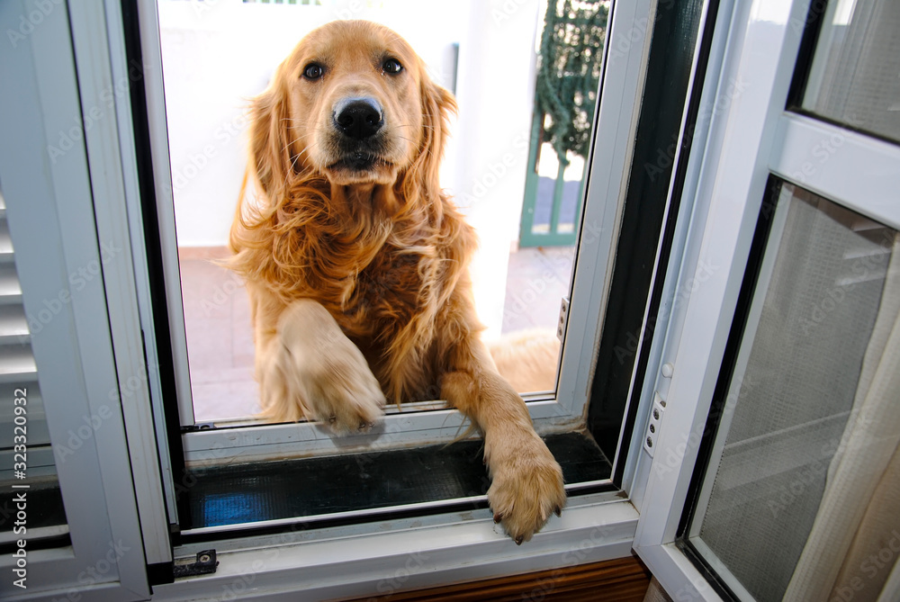 perro esperando a su dueño en la puerta Stock Photo | Adobe Stock