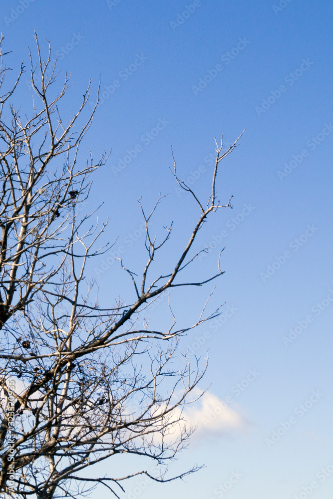 branches of a large tree on a background of blue sky branches of a large tree on a background of blue sky