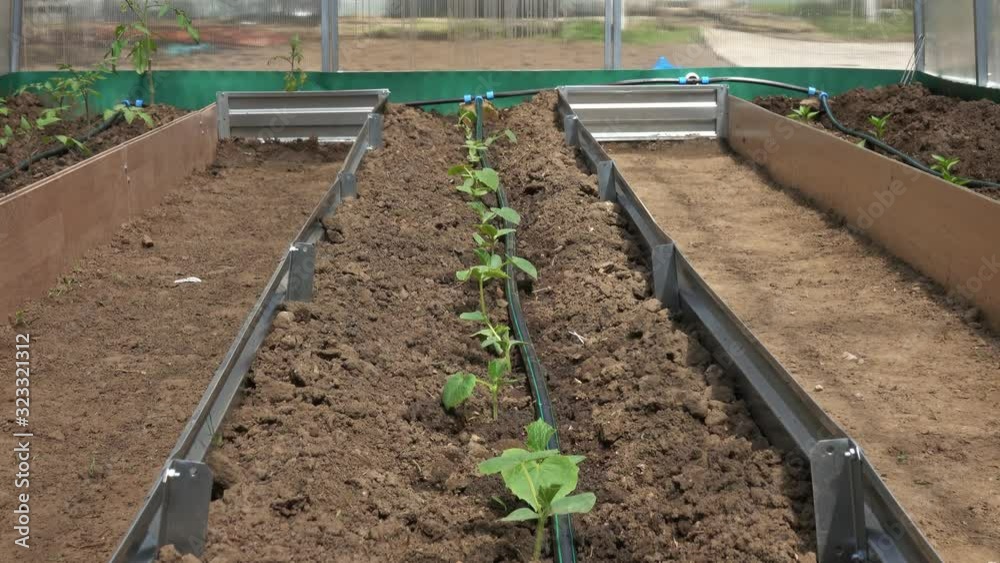Rows of tomato cucumber and pepper plants growing inside greenhouse with drip irrigation, zoom in view 4k Rows of tomato cucumber and pepper plants growing inside greenhouse with drip irrigation, zoom in view 4k