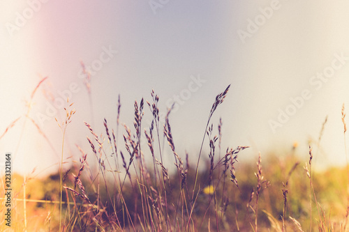 Blades of grass at the river