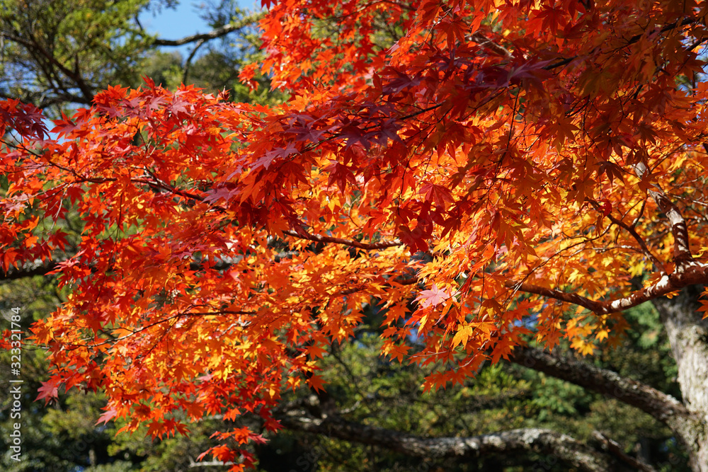 赤く色づいた楓の紅葉 赤く色づいた楓の紅葉