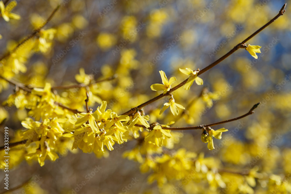 Spring background with yellow flowers of Forsythia.Border forsythia is an ornamental deciduous shrub of garden origin.Golden Bell in spring garden. Spring background with yellow flowers of Forsythia.Border forsythia is an ornamental deciduous shrub of garden origin.Golden Bell in spring garden.