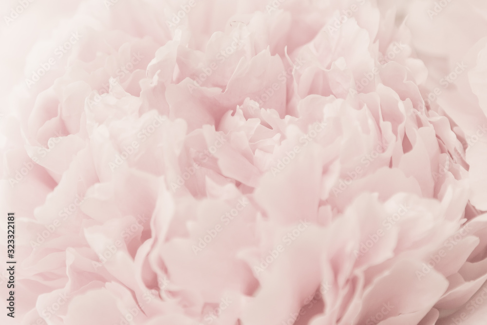 Beautiful peony flower background. Blooming peonies flowers background, pastel and soft floral card, selective focus, toned