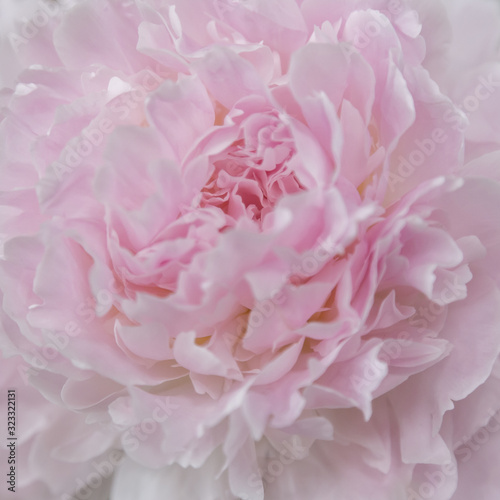 Beautiful peony flower background. Blooming peonies flowers background, pastel and soft floral card, selective focus, toned