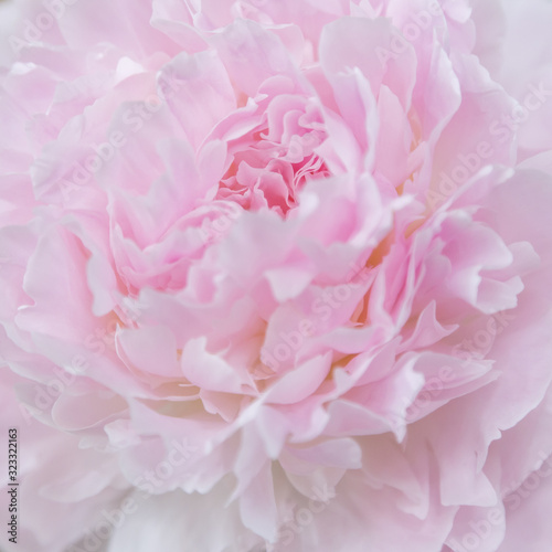 Beautiful pink peonies background. Delicate wedding floral background. Blossom pink peonies macro. © Flower_Garden