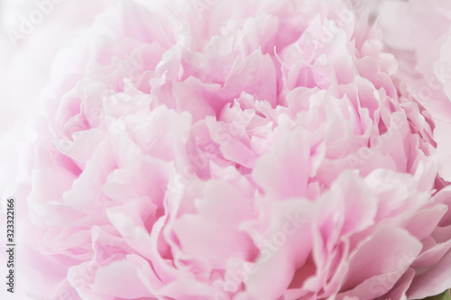 Beautiful pink peonies background. Delicate wedding floral background. Blossom pink peonies macro.