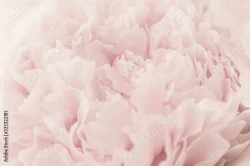 Beautiful peony flower background. Blooming peonies flowers background  pastel and soft floral card  selective focus  toned