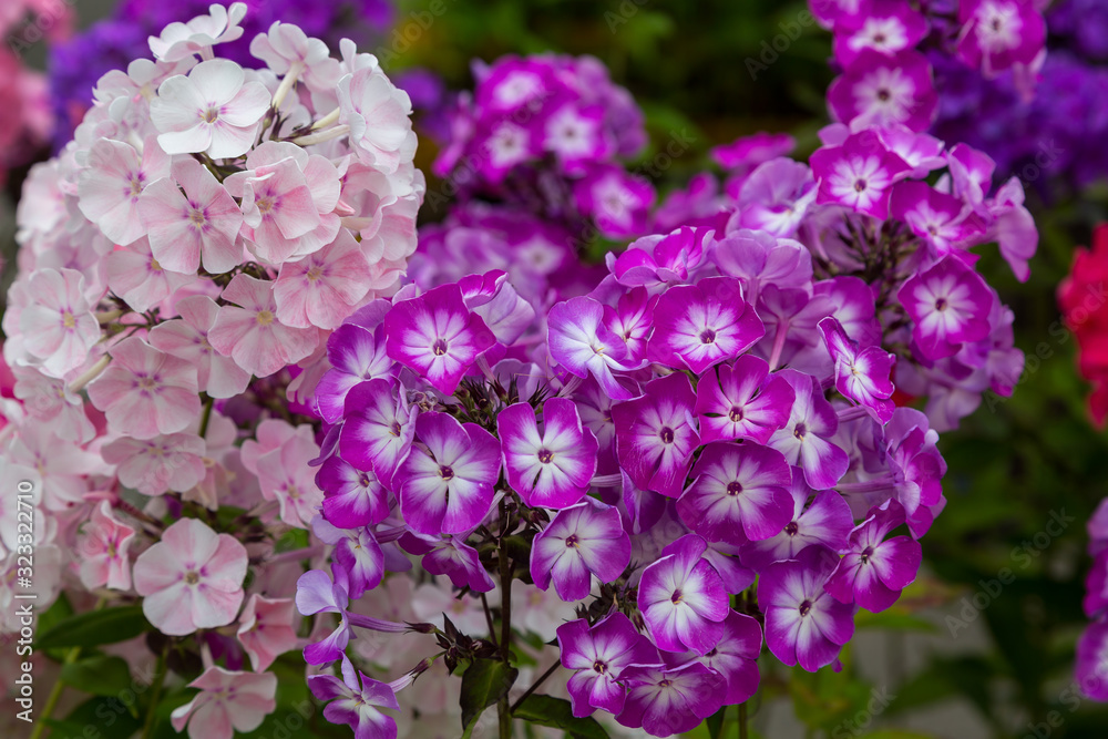 Beautiful different inflorescences of Phlox paniculatа at the Botanical exhibition. The flowers of Phlox paniculata varieties. Beautiful different inflorescences of Phlox paniculatа at the Botanical exhibition. The flowers of Phlox paniculata varieties.