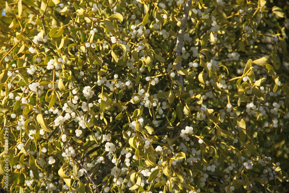 Decorative poisonously tree parasite mistletoe Decorative poisonously tree parasite mistletoe