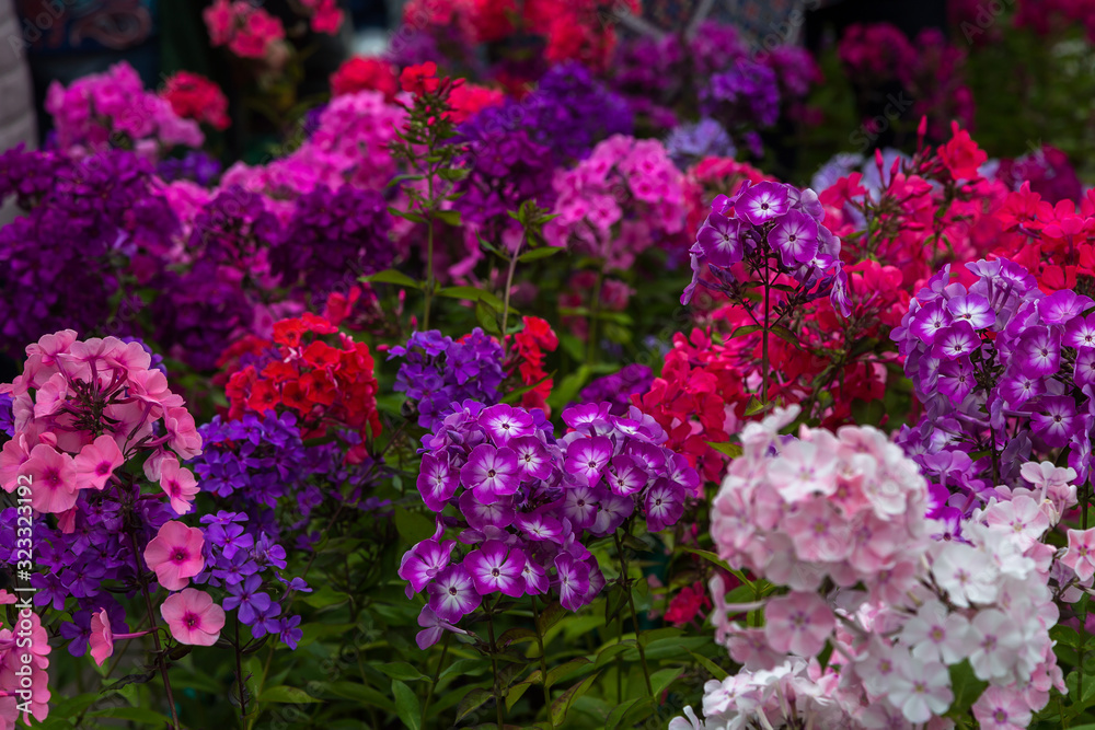 The beautiful blossom of Phlox paniculata. Flowers of Phlox paniculata close up The beautiful blossom of Phlox paniculata. Flowers of Phlox paniculata close up