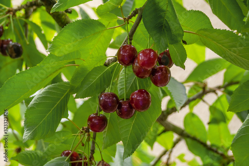 Red, sweet ripe cherries with bright lush foliag