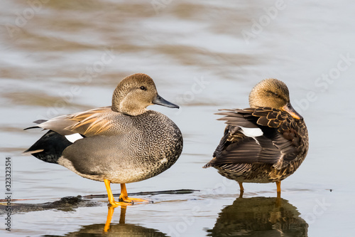 A Mated Pair of Gadwalls Relaxes in the Spring Sun