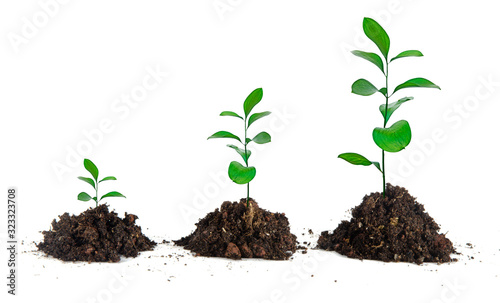 Three growing plants on white background photo