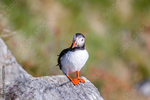 RUNDE, NORWAY - 2018 JUNE 08. Puffin bird on a rock and relax