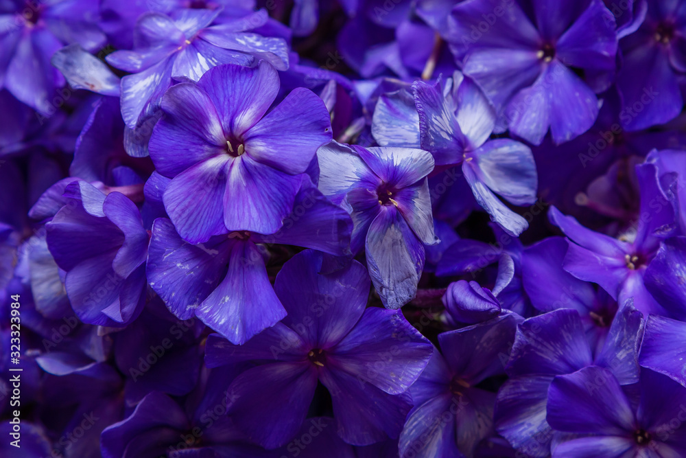 Purple and purple flowers of the paniculate phlox are close. Floral background. Purple and purple flowers of the paniculate phlox are close. Floral background.