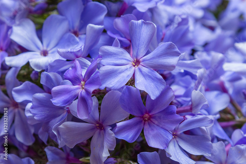 Fototapeta Naklejka Na Ścianę i Meble -  Purple and purple flowers of the paniculate phlox are close. Floral background.