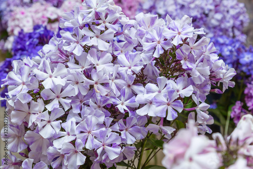 Beautiful white and blue panicle phlox flowers are close by. Growing phlox in the garden. Floral background. Natural wallpaper.