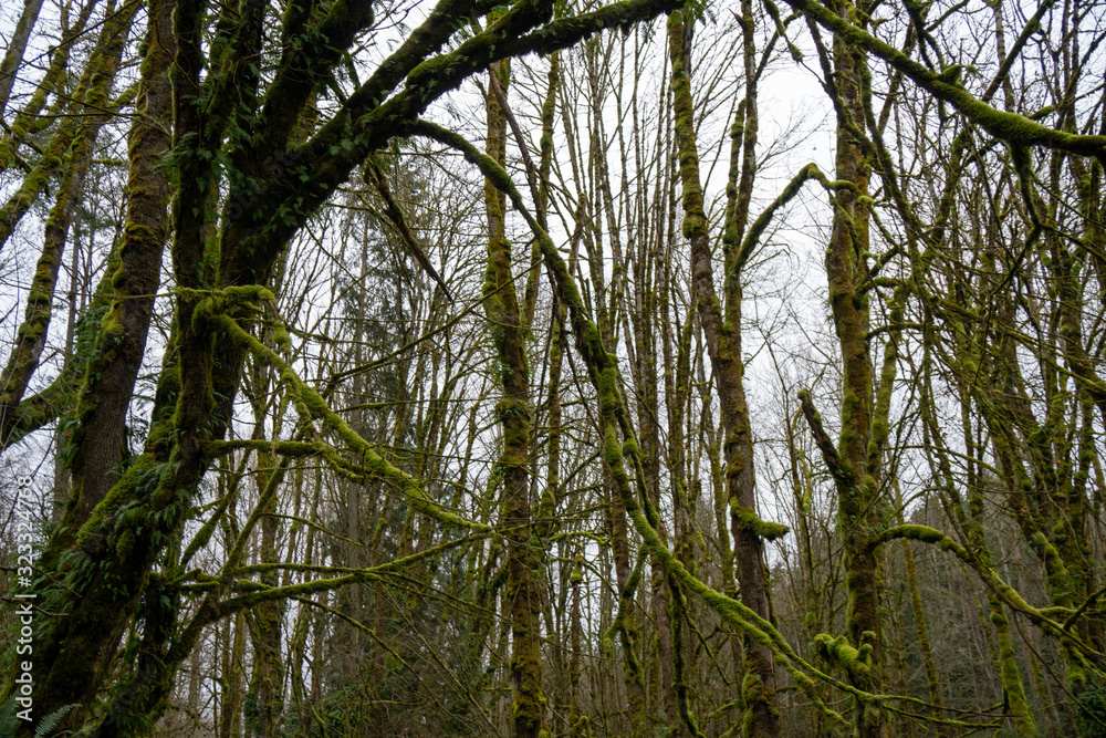 Fototapeta premium forest
