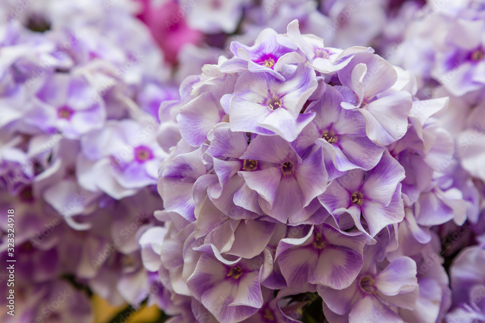 The beautiful blossoms of Phlox paniculata. The flowers of Phlox paniculata close up