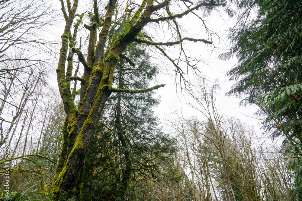 Fototapeta premium forest