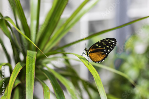 Butterfly on Plant