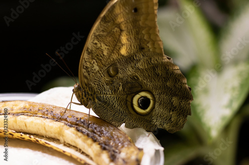 Large Butterfly on a Banana