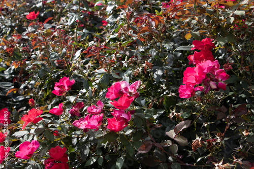 Rose Bush