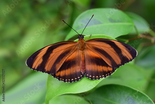 Close-up of a brown and black striped tropical passion butterfly sitting on green leaves with wings spread © leopictures
