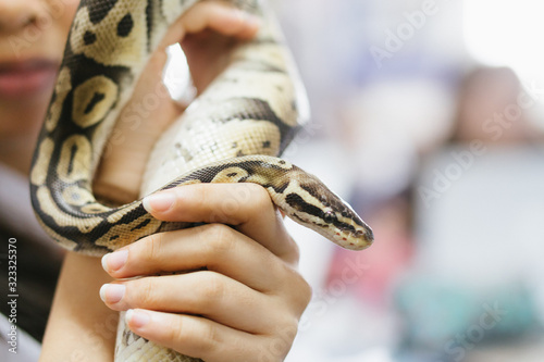 Young student holding a snake close up in biology class. Studyinig wild animal in the school