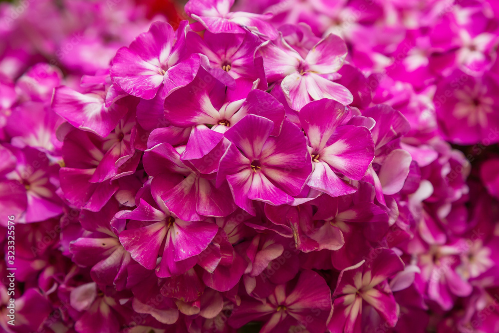 The beautiful blossoms of Phlox paniculata. The flowers of Phlox paniculata close up. Floral background The beautiful blossoms of Phlox paniculata. The flowers of Phlox paniculata close up. Floral background