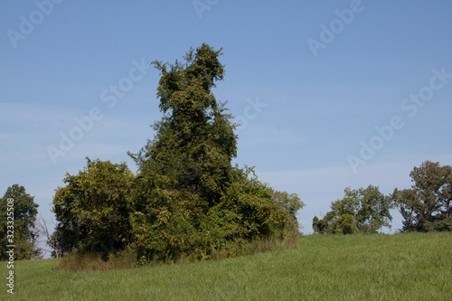 Tree in a Field