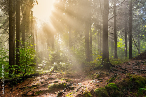 Sun beams in the foggy autumn forest