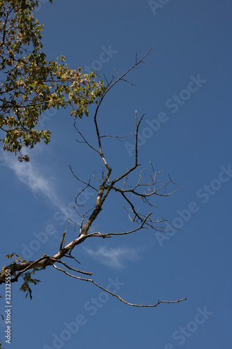 Tree Against the Sky