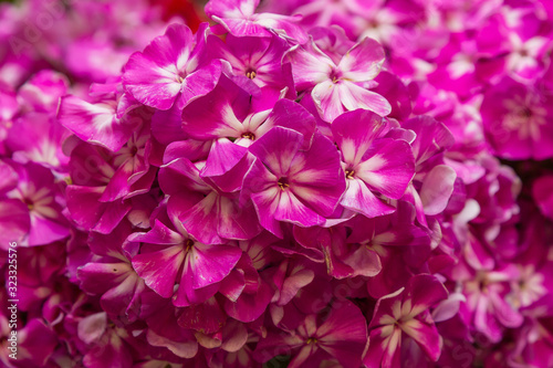 The beautiful blossoms of Phlox paniculata. The flowers of Phlox paniculata close up. Floral background