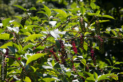 Poison Ivy Berries