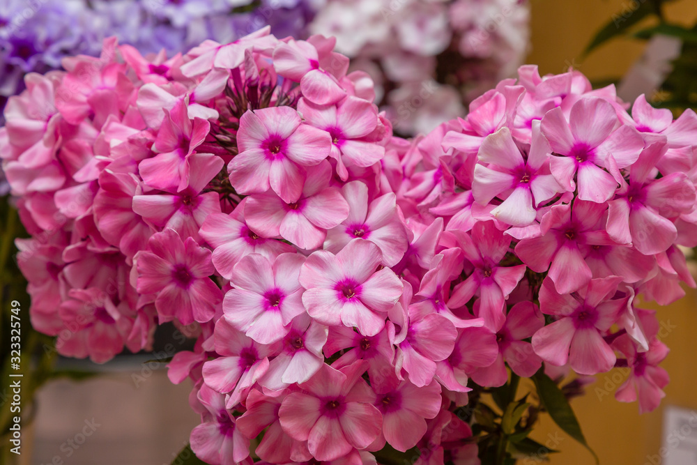 Flowers of Phlox paniculata close-up. Phlox macro flowers. Flowers of Phlox paniculata close-up. Phlox macro flowers.