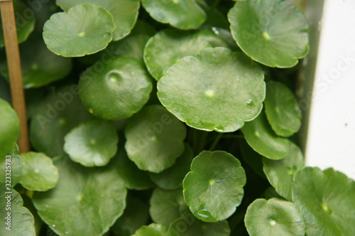 Centella asiatica plant. It is native to the wetlands in Asia. It is used as a culinary vegetable and as a medicinal herb. 