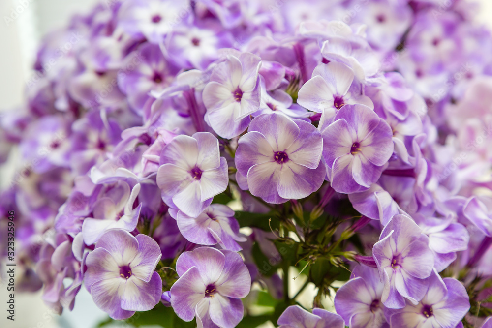 The beautiful blue blossoms of Phlox paniculata. The white and violet flowers of Phlox paniculata. The beautiful blue blossoms of Phlox paniculata. The white and violet flowers of Phlox paniculata.