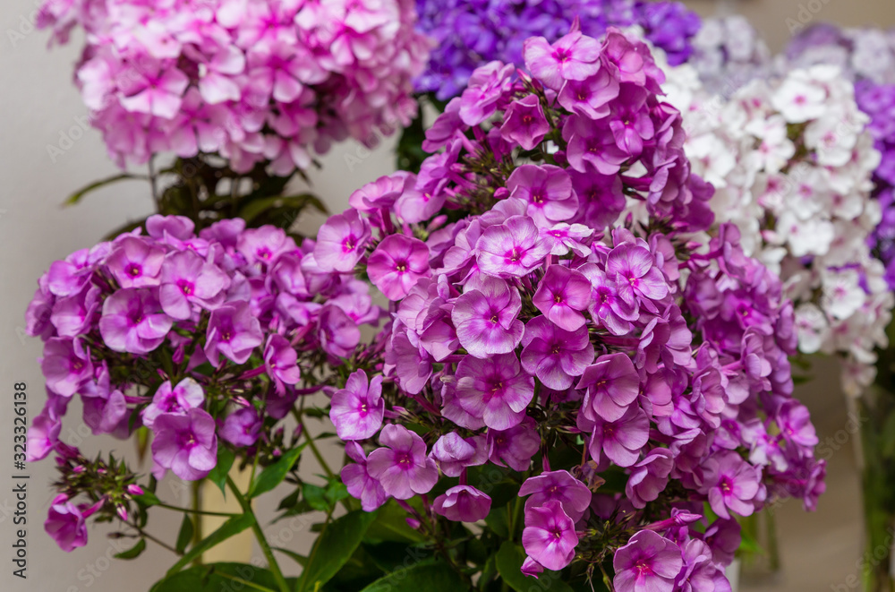 The beautiful pink and red blossoms of Phlox paniculata. The white and red flowers of Phlox paniculata.