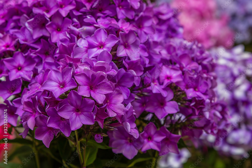 The beautiful purpure blossoms of Phlox paniculata. The white and violet flowers of Phlox paniculata. The beautiful purpure blossoms of Phlox paniculata. The white and violet flowers of Phlox paniculata.