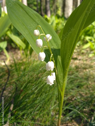 lily of the valley in spring forest