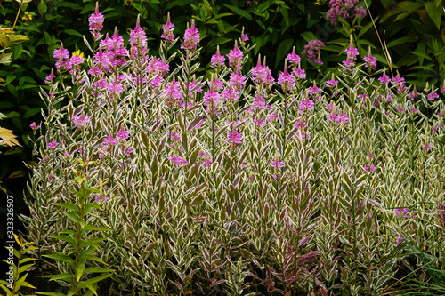 Flowers of physostegia virginiana variegata in garden photo