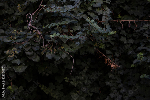 Ivy on a Wall