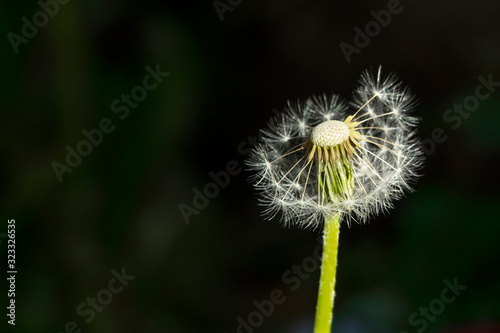 A single dandelion flower on black background with copy space. Wild nature blossom.